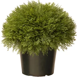 National Tree Company Topiaries / Shurbs^15" Artificial Globe Juniper