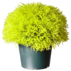 National Tree Company Topiaries / Shurbs^15" Artificial Gold Juniper Bush