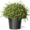 Topiaries / Shurbs-National Tree Company 15" Artificial Mini Tea Leaf Bush In Growers Pot
