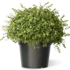 National Tree Company Topiaries / Shurbs^15" Artificial Mini Tea Leaf Bush In Growers Pot