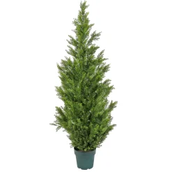 National Tree Company Potted Plants^62" Cedar Tree