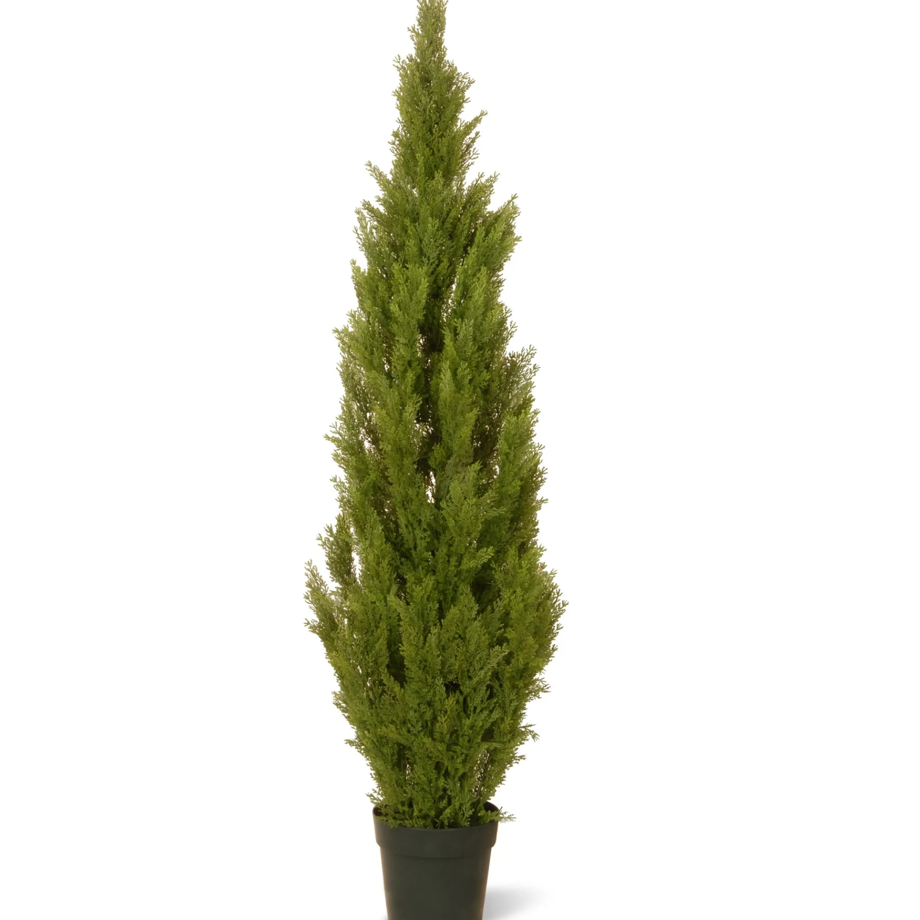 National Tree Company Potted Plants^65" Cedar Tree