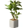 National Tree Company Potted Plants^11" Croton Plant