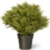 National Tree Company Potted Plants^26" Cypress Tree
