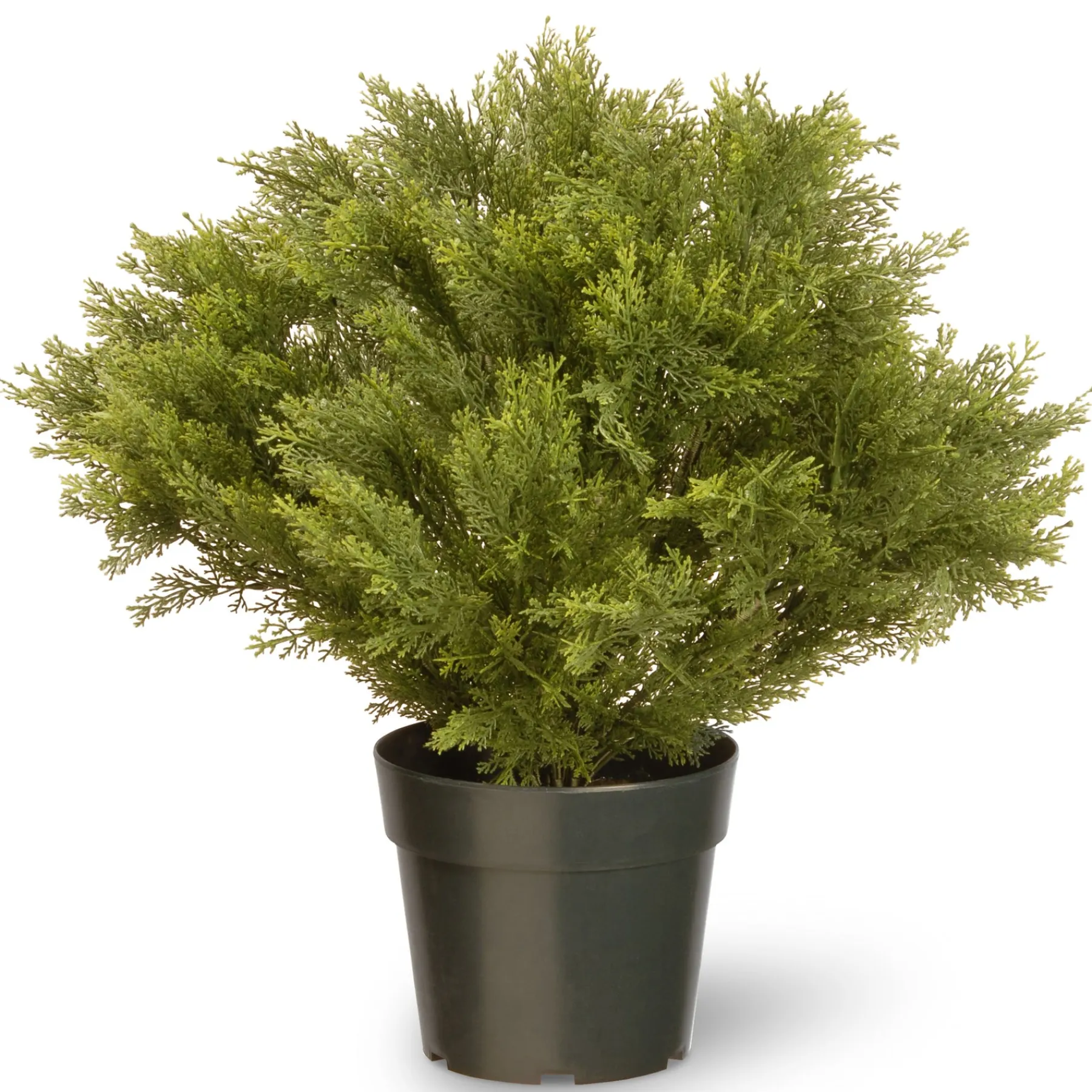 National Tree Company Potted Plants^26" Cypress Tree
