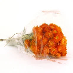 Flower Bouquets-National Tree Company 16" Dried Orange Capeblumen Flowers Bouquet