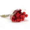 Flower Bouquets-National Tree Company 16" Dried Red Capeblumen Flowers Bouquet