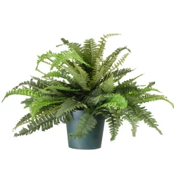 National Tree Company Potted Plants^20" Fern In Dark Green Round Growers Pot