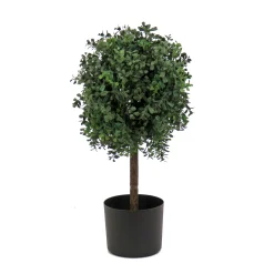 National Tree Company Potted Plants^2 Ft. Boxwood Single Ball Topiary In Nursery Pot