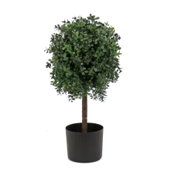 Topiaries / Shurbs-National Tree Company 2 Ft. Boxwood Single Ball Topiary In Nursery Pot