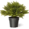 National Tree Company Potted Plants^15" Globe Cedar Tree