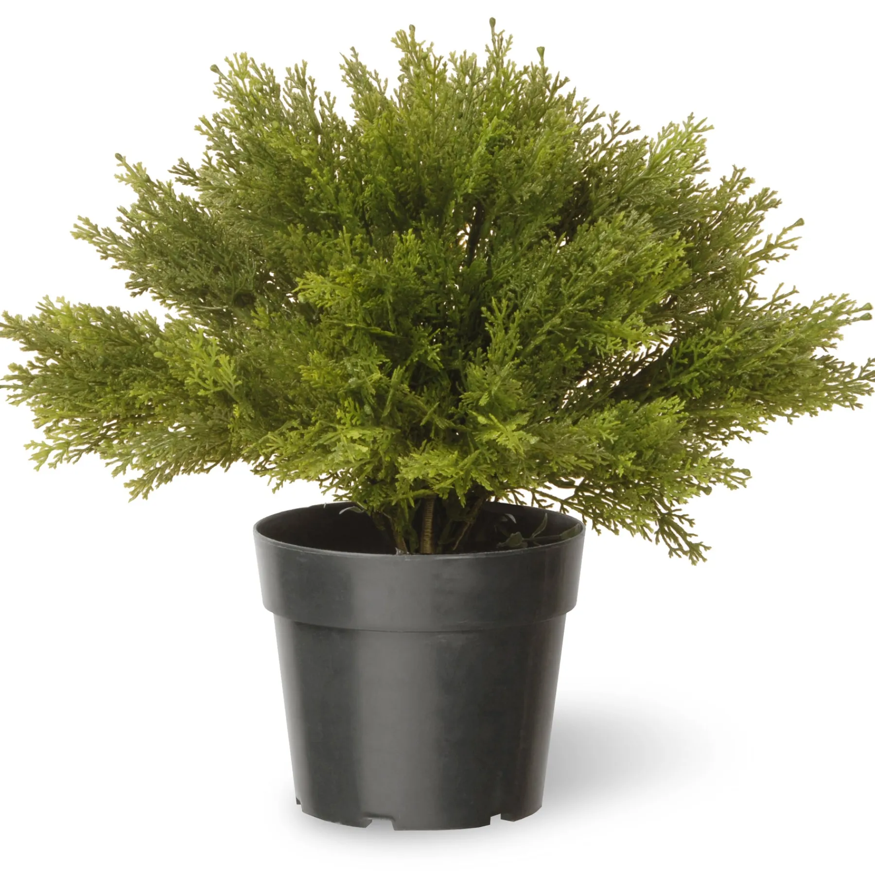 National Tree Company Potted Plants^15" Globe Cedar Tree