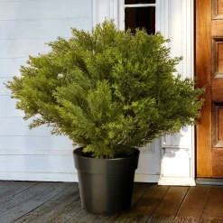 Topiaries / Shurbs-National Tree Company 28" Globe Juniper Tree