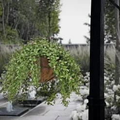 Hanging Flower Plants-National Tree Company 18" Hanging Argentea Plant With Pink Flowers