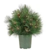 Christmas Greenery-National Tree Company 26" Hgtv Home Collection Pre-Lit Black Tie Planter Filler