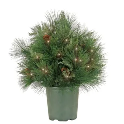 Christmas Greenery-National Tree Company 26" Hgtv Home Collection Pre-Lit Black Tie Planter Filler
