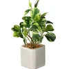 National Tree Company Potted Plants^10" Jade Plant
