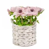 Flower Bouquets-National Tree Company 10" Pink Anemone Flower Bouquet In White Basket