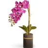 National Tree Company Potted Flower Plants^23" Potted Purple Orchid