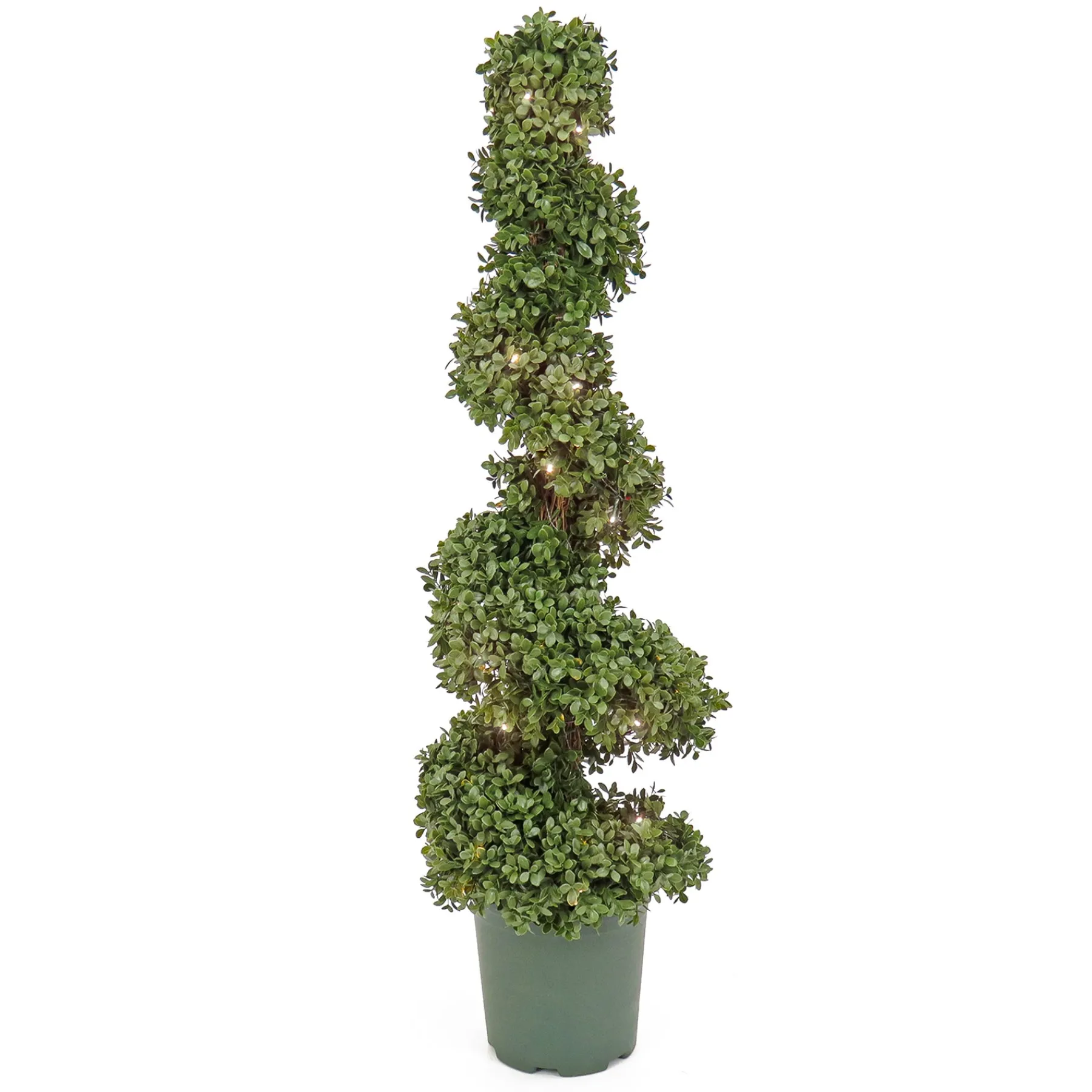 National Tree Company Topiaries / Shurbs^44" Pre-Lit Artificial Boxwood Spiral Topiary