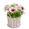 National Tree Company Potted Flower Plants^10" White Anemone Flower Bouquet In White Basket
