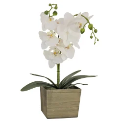Potted Flower Plants-National Tree Company 21" White Orchid Flower In Wood Box