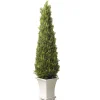 Topiaries / Shurbs-National Tree Company Artificial Entrance Tree, Juniper, Includes Stylish Wooden White Base, Spring Collection, 42 Inches