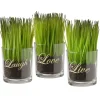 Potted Plants-National Tree Company Artificial Potted Plant Set, Green Plant Sprouts, Square Glass Pot Base With Messages, Pack Of 3, Spring Collection, 6 Inches Each