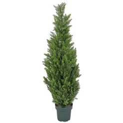 Topiaries / Shurbs-National Tree Company Artificial Tree Decoration, Cedar, Includes Green Pot Base, Spring Collection, 50 Inches