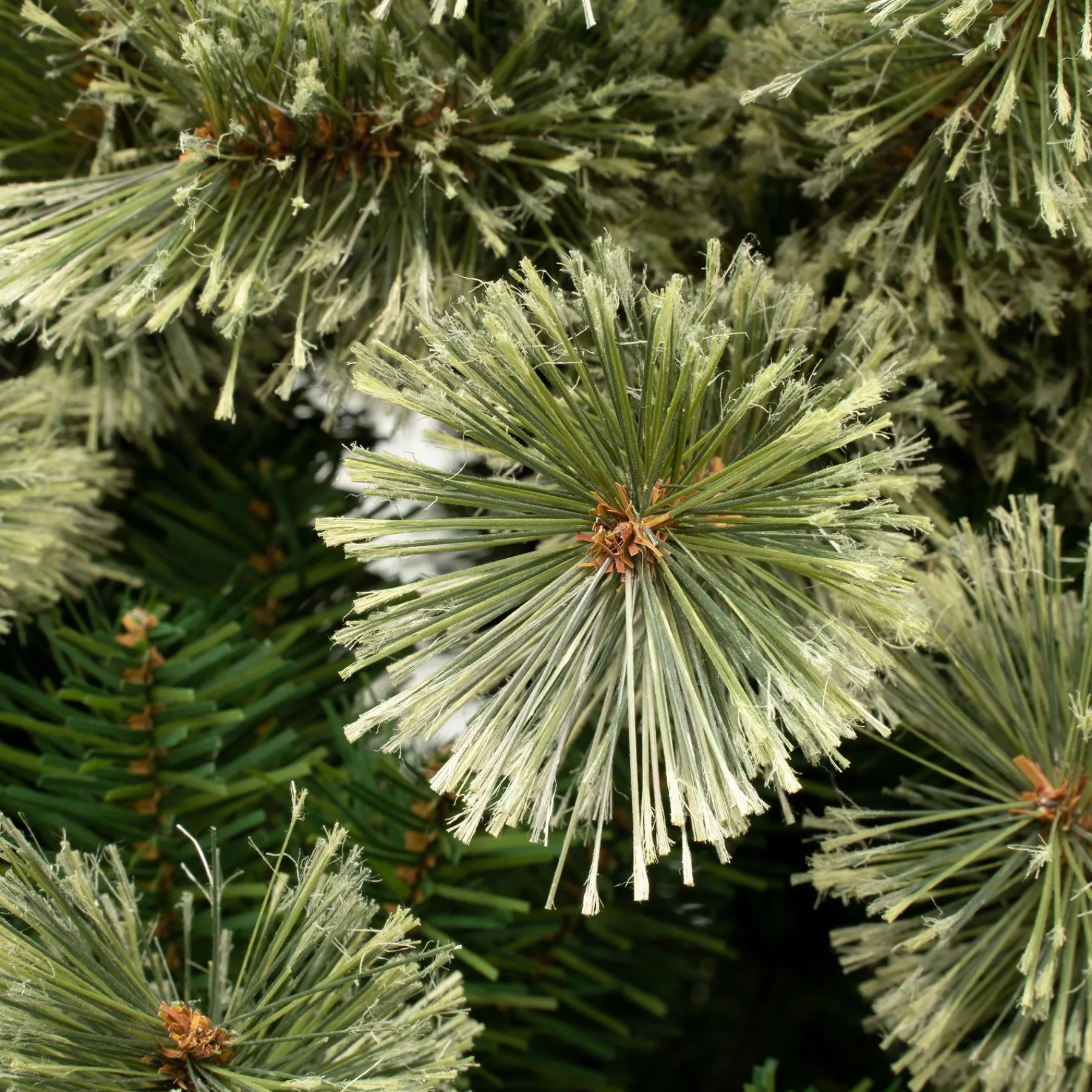 7Ft - 9Ft-National Tree Company First Traditions Collection, 7.5Ft Artificial Arcadia Pine Cashmere Slim Christmas Hinged Tree