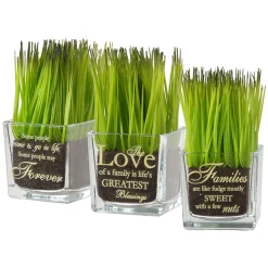 National Tree Company Potted Plants^ Artificial Potted Plant Set, Green Plant Sprouts, Square Glass Pot Base With Messages, Pack Of 3, Spring Collection, 7 Inches Each
