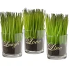 National Tree Company Potted Plants^ Artificial Potted Plant Set, Green Plant Sprouts, Square Glass Pot Base With Messages, Pack Of 3, Spring Collection, 6 Inches Each